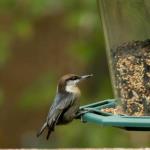 Brown headed nuthatch