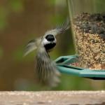 Carolina chickadee