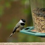 Carolina chickadee