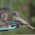 Sparrow