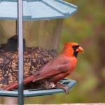 Male cardinal