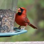 Male cardinal
