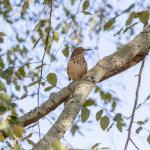 Thrasher, state bird of Georgia, in river birch tree in front of our house