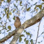 Thrasher, state bird of Georgia, in river birch tree in front of our house