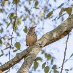 Thrasher, state bird of Georgia, in river birch tree in front of our house