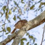 Thrasher, state bird of Georgia, in river birch tree in front of our house