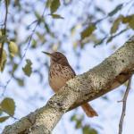 Thrasher, state bird of Georgia, in river birch tree in front of our house