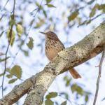 Thrasher, state bird of Georgia, in river birch tree in front of our house