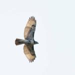 Presumed red-shouldered hawk flying over our house