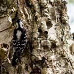 Female downy woodpecker