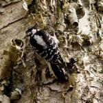 Female downy woodpecker