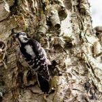 Female downy woodpecker