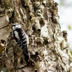 Female downy woodpecker