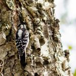 Female downy woodpecker