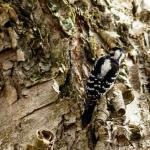Female downy woodpecker