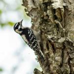 Female downy woodpecker