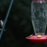 Female ruby throated hummingbird