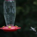 Female ruby throated hummingbird