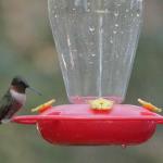 Male ruby throated hummingbird