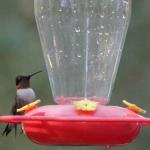 Male ruby throated hummingbird