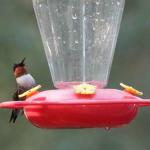 Male ruby throated hummingbird