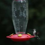 Female ruby throated hummingbird