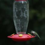 Female ruby throated hummingbird