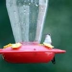 Female ruby throated hummingbird