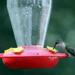 Female ruby throated hummingbird