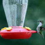 Female ruby throated hummingbird