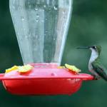 Female ruby throated hummingbird
