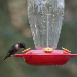 Male ruby throated hummingbird