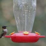 Male ruby throated hummingbird